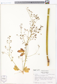 Thalictrum steeleanum image