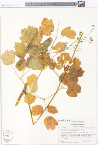 Thalictrum steeleanum image