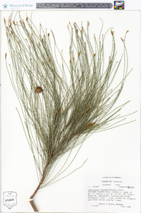 Casuarina equisetifolia image