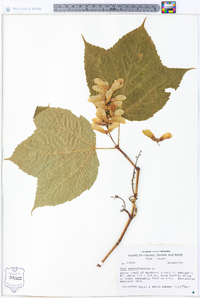 Acer pensylvanicum image