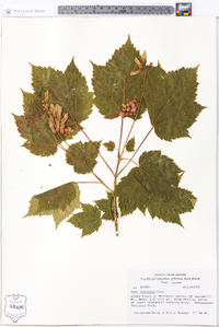 Acer spicatum image