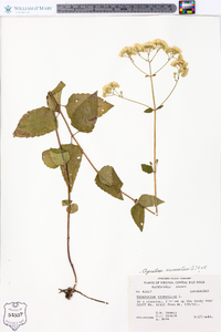 Ageratina aromatica image