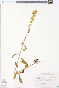 Solidago bicolor image