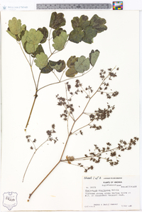 Thalictrum steeleanum image