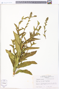 Verbascum blattaria image