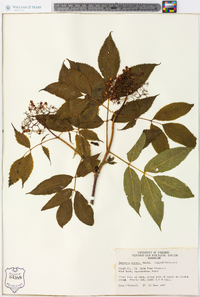 Sambucus racemosa subsp. racemosa image