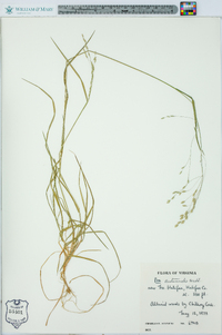 Poa autumnalis image