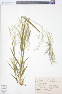 Panicum philadelphicum image