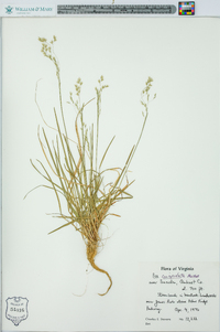 Poa cuspidata image