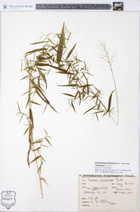 Dichanthelium dichotomum var. ramulosum image