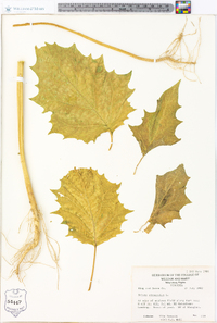 Datura stramonium image