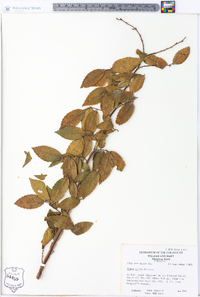 Ulmus alata image