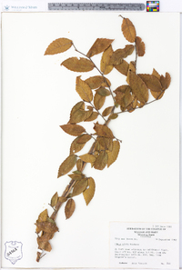 Ulmus alata image