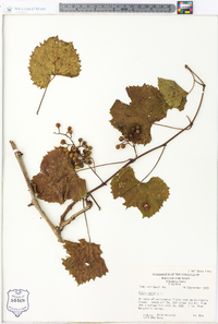 Vitis vulpina image