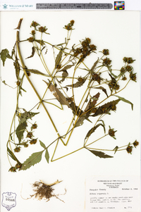 Bidens tripartita image