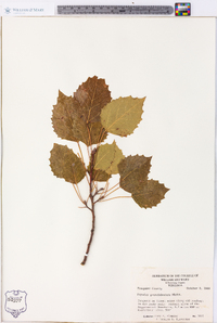 Populus grandidentata image