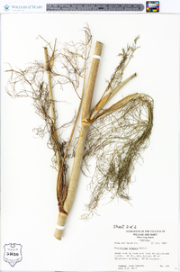 Foeniculum vulgare image