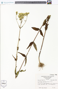 Eupatorium leucolepis image