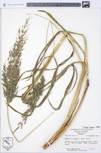 Echinochloa walteri image