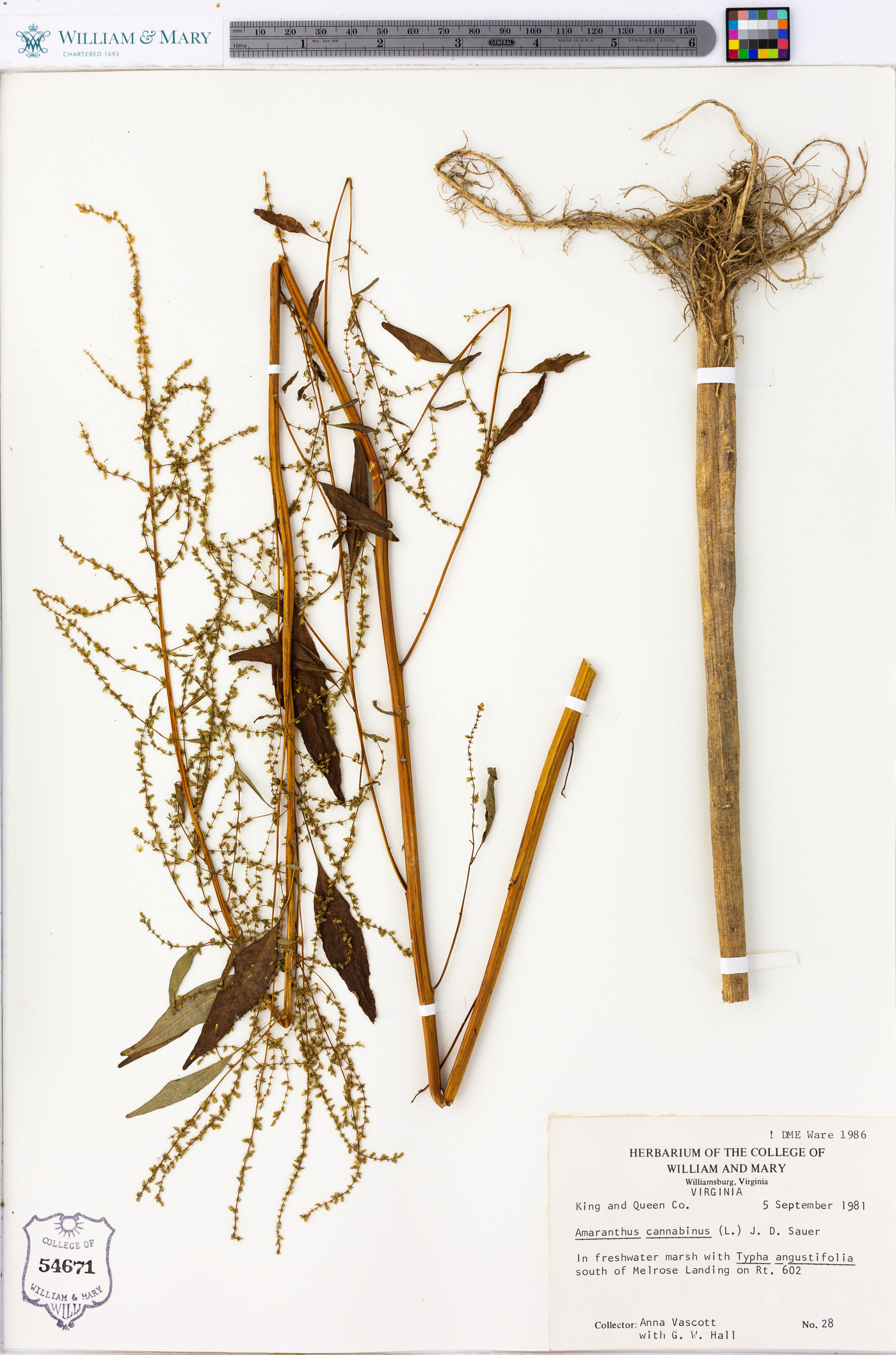 Amaranthus cannabinus image