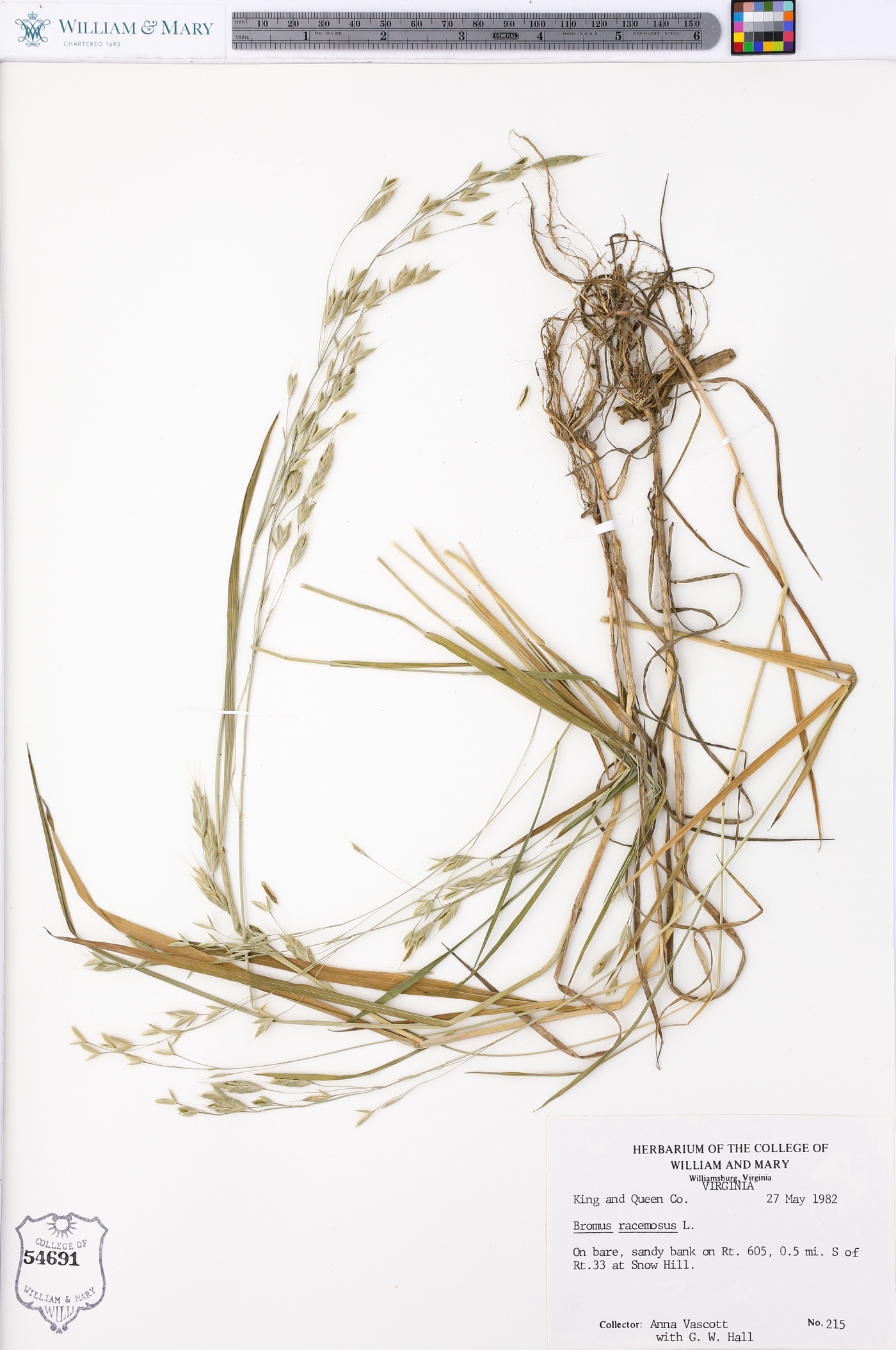 Bromus racemosus image