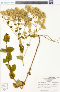 Eupatorium rotundifolium var. ovatum image