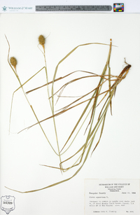 Carex squarrosa image