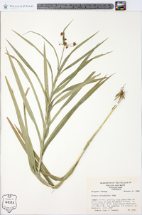 Scirpus polyphyllus image