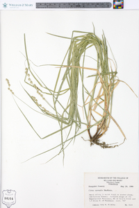 Carex normalis image