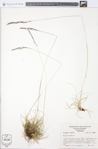 Festuca rubra image