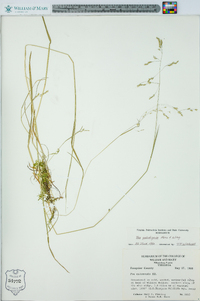 Poa paludigena image