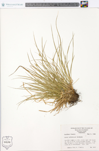 Carex willdenowii image