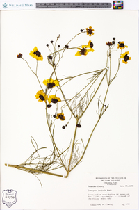 Coreopsis tinctoria image