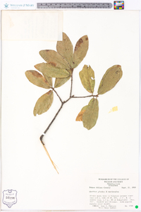 Quercus phellos image