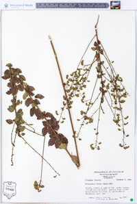 Desmodium ciliare image