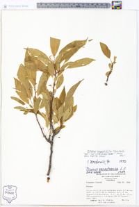 Prunus angustifolia image