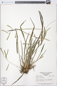 Paspalum laeve image