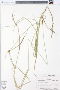 Carex normalis image