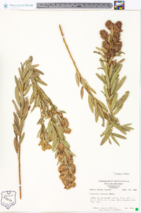 Lespedeza capitata image