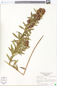 Lespedeza capitata image