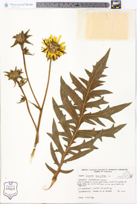 Silphium laciniatum image