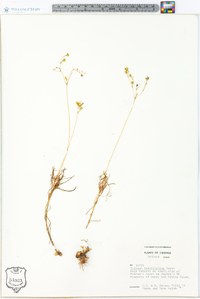 Talinum teretifolium image