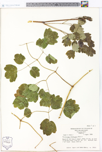 Thalictrum steeleanum image