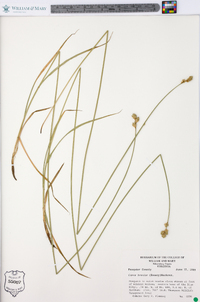 Carex molestiformis image