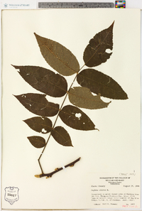 Juglans cinerea image