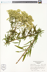 Eupatorium hyssopifolium image