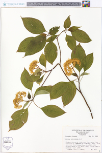 Cornus alternifolia image