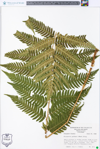 Dryopteris goldieana image