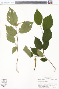 Corylus cornuta image