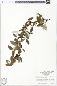 Elaeagnus umbellata image